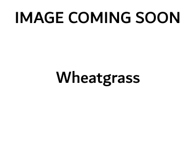 Wheatgrass